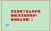 灵芝发霉了怎么养护呢视频(灵芝如何养护？有效防止发霉！)