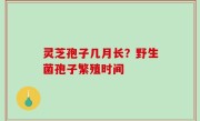 灵芝孢子几月长？野生菌孢子繁殖时间