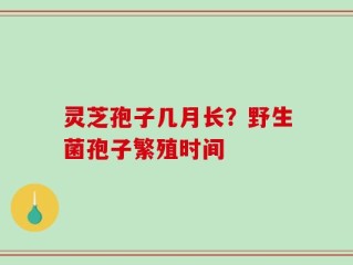 灵芝孢子几月长？野生菌孢子繁殖时间