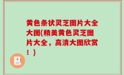 黄色条状灵芝图片大全大图(精美黄色灵芝图片大全，高清大图欣赏！)