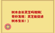 树木会长灵芝吗视频(奇妙发现：灵芝能促进树木生长！)