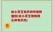 幼小灵芝有药效吗视频播放(幼小灵芝视频揭示神奇药效)