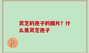 灵芝的孢子的图片？什么是灵芝孢子