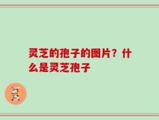 灵芝的孢子的图片？什么是灵芝孢子