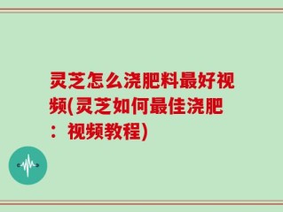 灵芝怎么浇肥料最好视频(灵芝如何最佳浇肥：视频教程)