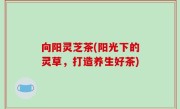 向阳灵芝茶(阳光下的灵草，打造养生好茶)