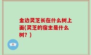 金边灵芝长在什么树上面(灵芝的宿主是什么树？)