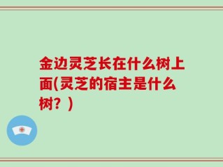 金边灵芝长在什么树上面(灵芝的宿主是什么树？)