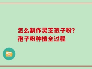 怎么制作灵芝孢子粉？孢子粉种植全过程