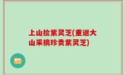 上山捡紫灵芝(重返大山采摘珍贵紫灵芝)