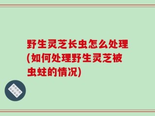 野生灵芝长虫怎么处理(如何处理野生灵芝被虫蛀的情况)