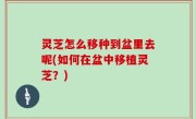 灵芝怎么移种到盆里去呢(如何在盆中移植灵芝？)
