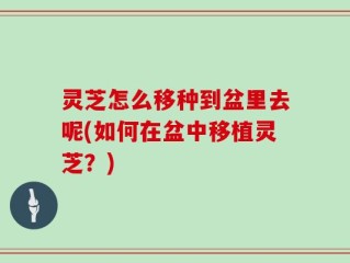 灵芝怎么移种到盆里去呢(如何在盆中移植灵芝？)