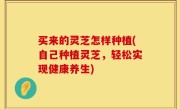买来的灵芝怎样种植(自己种植灵芝，轻松实现健康养生)