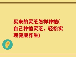 买来的灵芝怎样种植(自己种植灵芝，轻松实现健康养生)