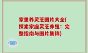 家里养灵芝图片大全(探索家庭灵芝养殖：完整指南与图片集锦)