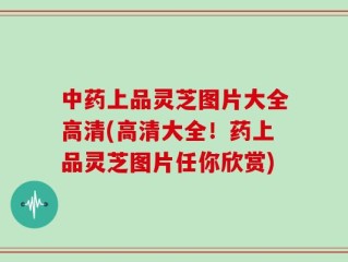中药上品灵芝图片大全高清(高清大全！药上品灵芝图片任你欣赏)