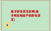 庙子野生灵芝在哪(庙子所在地区产的野生灵芝)