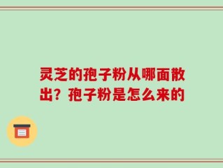灵芝的孢子粉从哪面散出？孢子粉是怎么来的