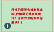 种植的灵芝会被老鼠吃吗(种植灵芝遭老鼠破坏？这些方法能帮助你解决！)