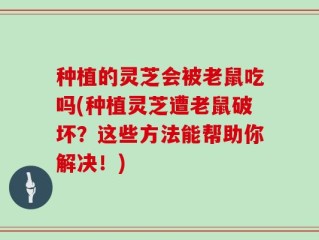 种植的灵芝会被老鼠吃吗(种植灵芝遭老鼠破坏？这些方法能帮助你解决！)