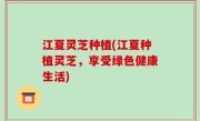 江夏灵芝种植(江夏种植灵芝，享受绿色健康生活)