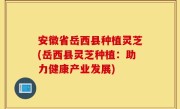 安徽省岳西县种植灵芝(岳西县灵芝种植：助力健康产业发展)