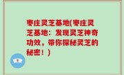 枣庄灵芝基地(枣庄灵芝基地：发现灵芝神奇功效，带你探秘灵芝的秘密！)