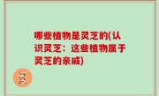 哪些植物是灵芝的(认识灵芝：这些植物属于灵芝的亲戚)