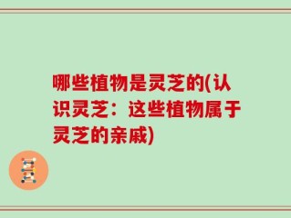 哪些植物是灵芝的(认识灵芝：这些植物属于灵芝的亲戚)