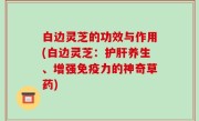 白边灵芝的功效与作用(白边灵芝：护肝养生、增强免疫力的神奇草药)