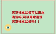 灵芝标本盆景可以用水清洗吗(可以用水清洗灵芝标本盆景吗？)