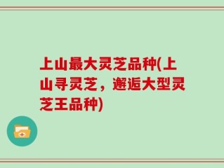 上山最大灵芝品种(上山寻灵芝，邂逅大型灵芝王品种)