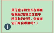 灵芝孢子粉生长在哪里呢视频(观察灵芝孢子粉生长的过程，你知道它们来自哪里吗？)