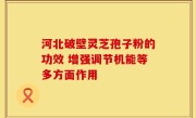 河北破壁灵芝孢子粉的功效 增强调节机能等多方面作用