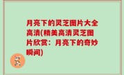 月亮下的灵芝图片大全高清(精美高清灵芝图片欣赏：月亮下的奇妙瞬间)