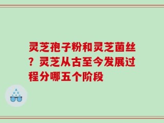 灵芝孢子粉和灵芝菌丝？灵芝从古至今发展过程分哪五个阶段