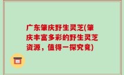 广东肇庆野生灵芝(肇庆丰富多彩的野生灵芝资源，值得一探究竟)
