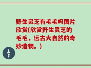 野生灵芝有毛毛吗图片欣赏(欣赏野生灵芝的毛毛，远古大自然的奇妙造物。)
