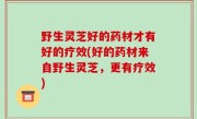 野生灵芝好的药材才有好的疗效(好的药材来自野生灵芝，更有疗效)