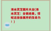 浠水灵芝图片大全(浠水灵芝：全貌绝美，惊叹这徐徐展开的生命力！)