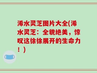 浠水灵芝图片大全(浠水灵芝：全貌绝美，惊叹这徐徐展开的生命力！)