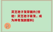 灵芝孢子发芽图片(惊艳！灵芝孢子萌发，成为神奇发酵原料)