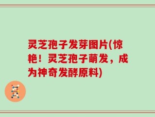 灵芝孢子发芽图片(惊艳！灵芝孢子萌发，成为神奇发酵原料)