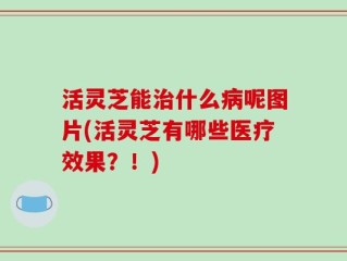 活灵芝能治什么病呢图片(活灵芝有哪些医疗效果？！)