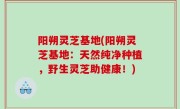 阳朔灵芝基地(阳朔灵芝基地：天然纯净种植，野生灵芝助健康！)