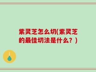 紫灵芝怎么切(紫灵芝的最佳切法是什么？)