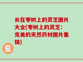 长在枣树上的灵芝图片大全(枣树上的灵芝：完美的天然药材图片集锦)