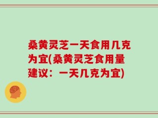 桑黄灵芝一天食用几克为宜(桑黄灵芝食用量建议：一天几克为宜)