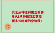 灵芝从种植到出芝需要多久(从种植到出芝需要多长时间的全流程)